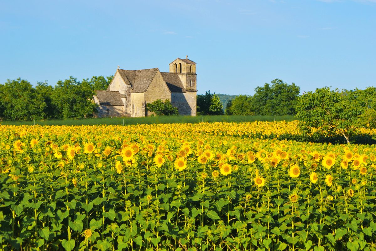Une église romane derrière un champ de tournesols