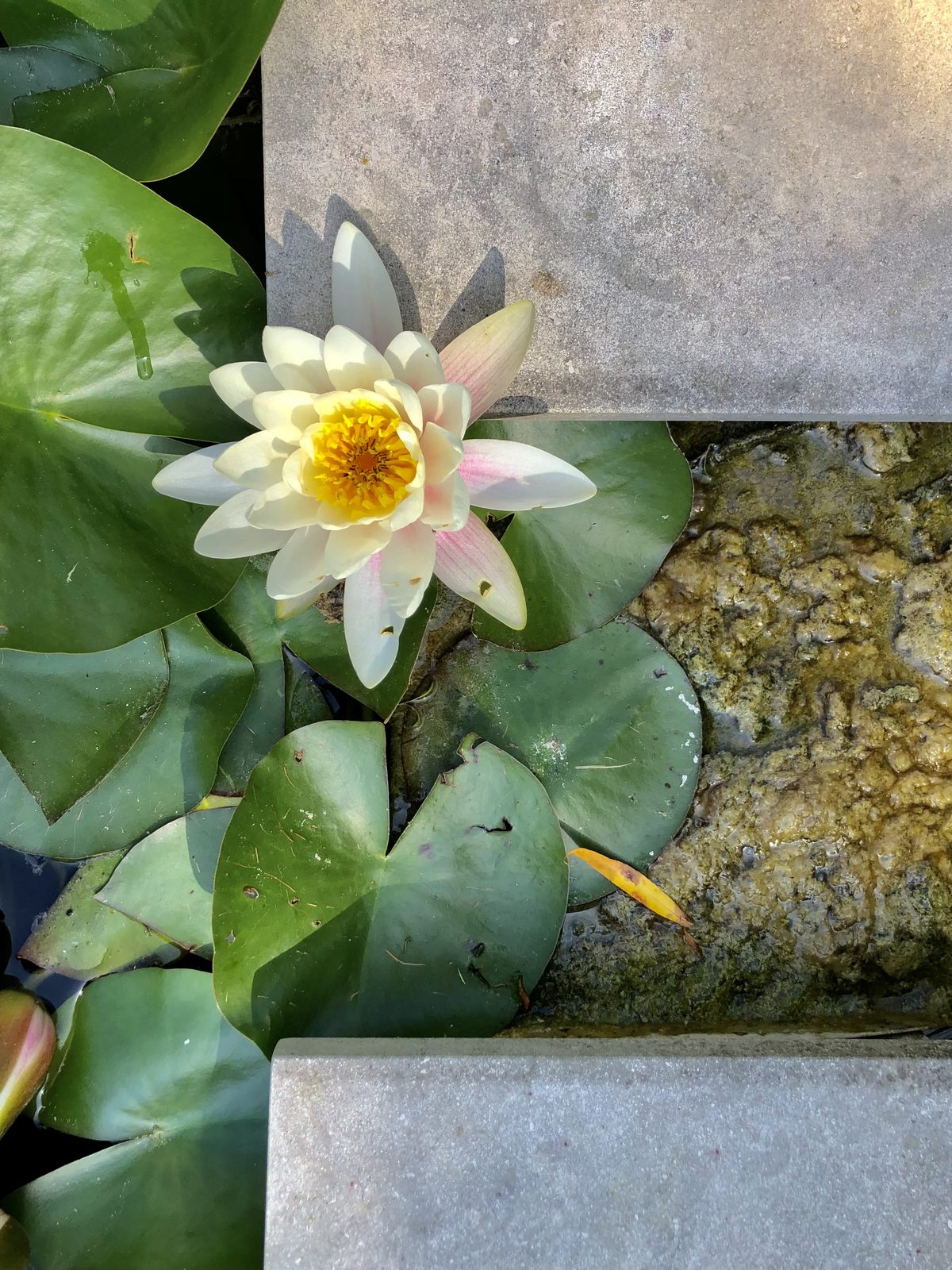 Un nénuphar blanc au bord de la dalle, et la carpe sous les feuilles