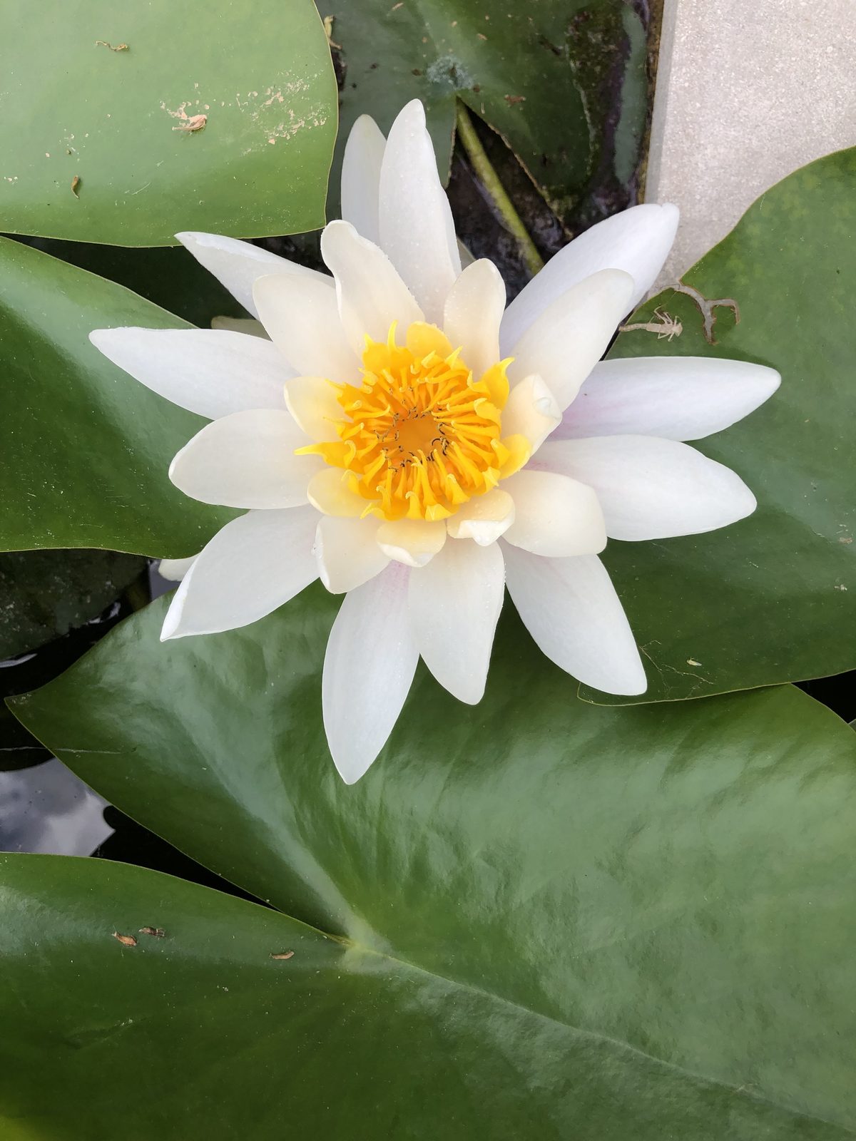 Un nénuphar blanc au cœur safran, ouvert sur l'eau