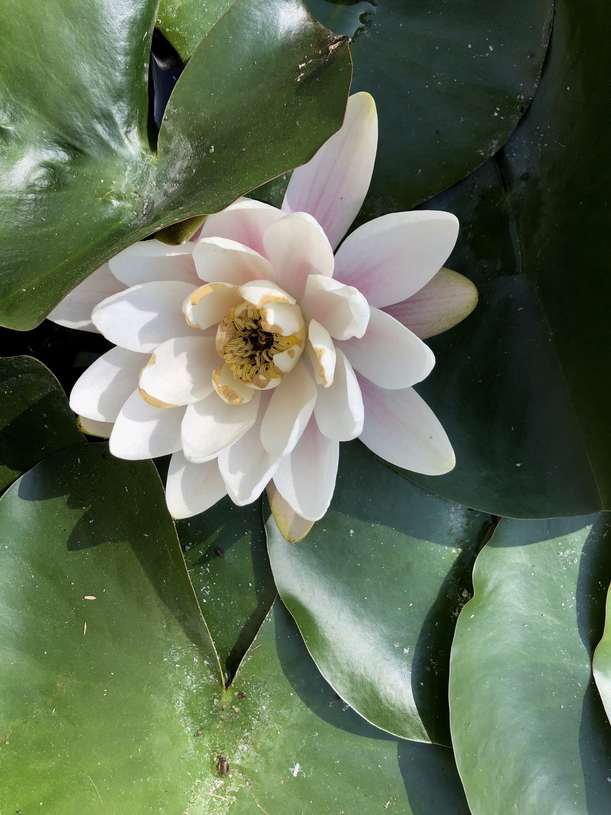 Un nénuphar rose pâle entre ses feuilles