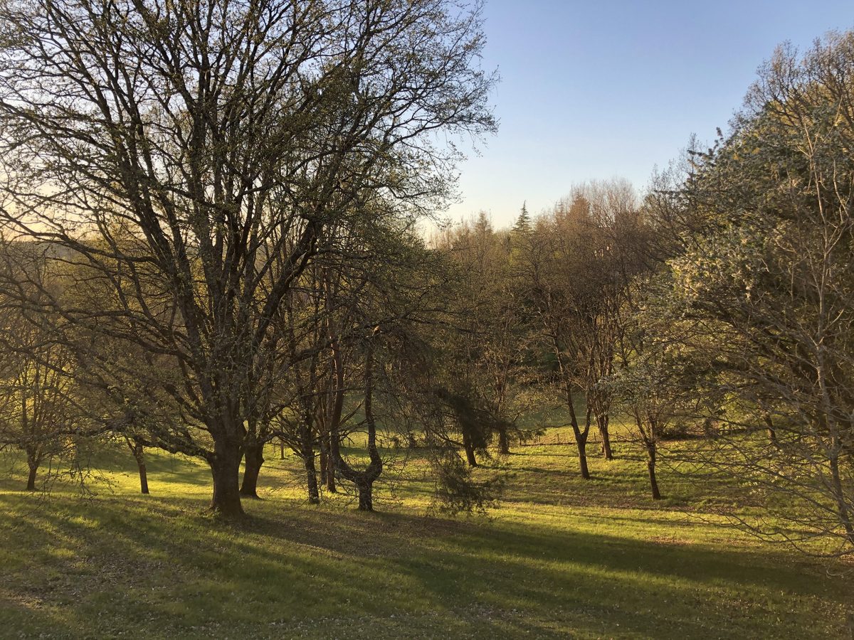 Le parc au sortir de l'hiver, ses grands arbres et sa lumière rase