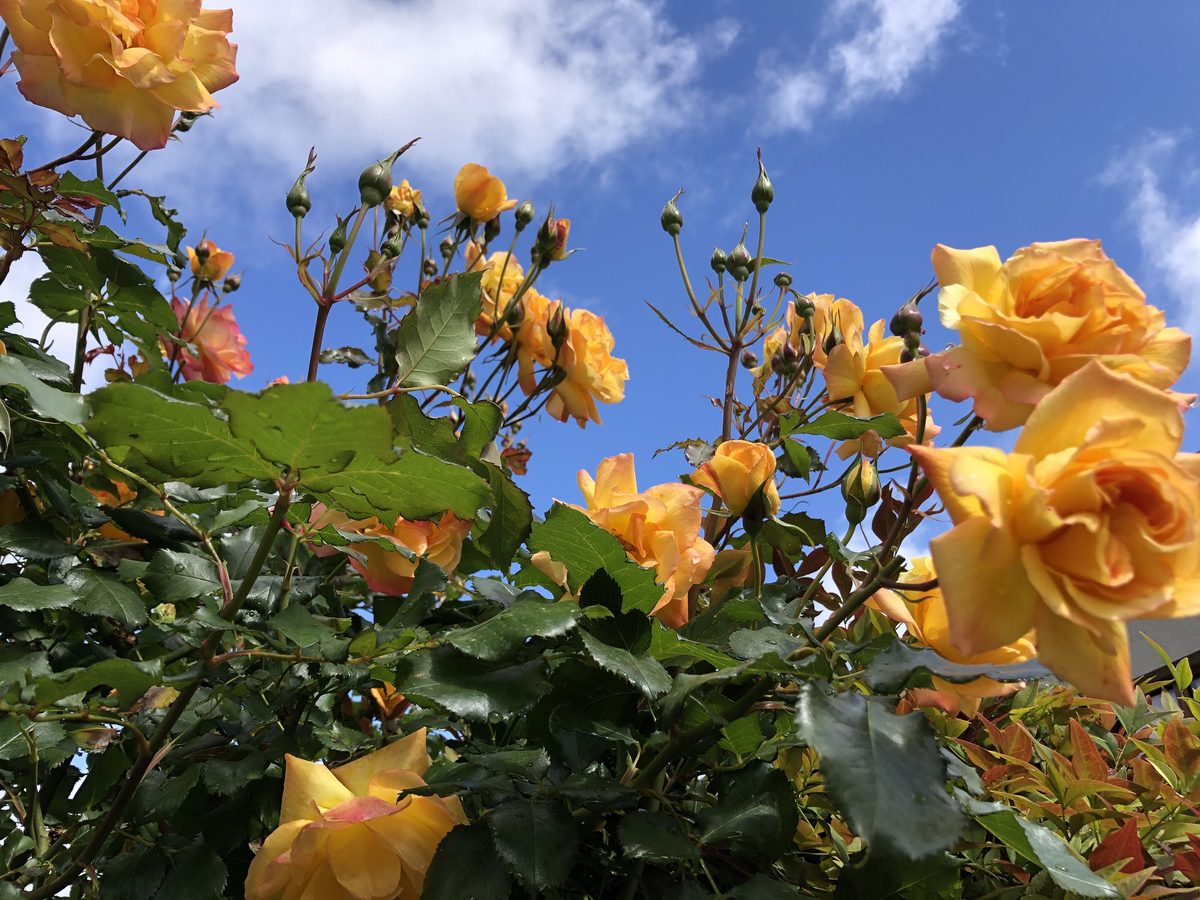 Des roses orangées contre le ciel