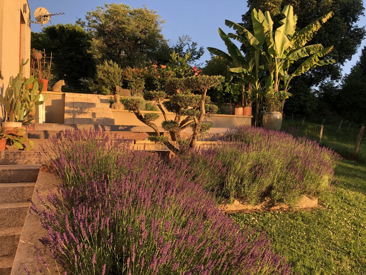 Les lavandes et les topiaires sur les terrasses de pierre, au couchant