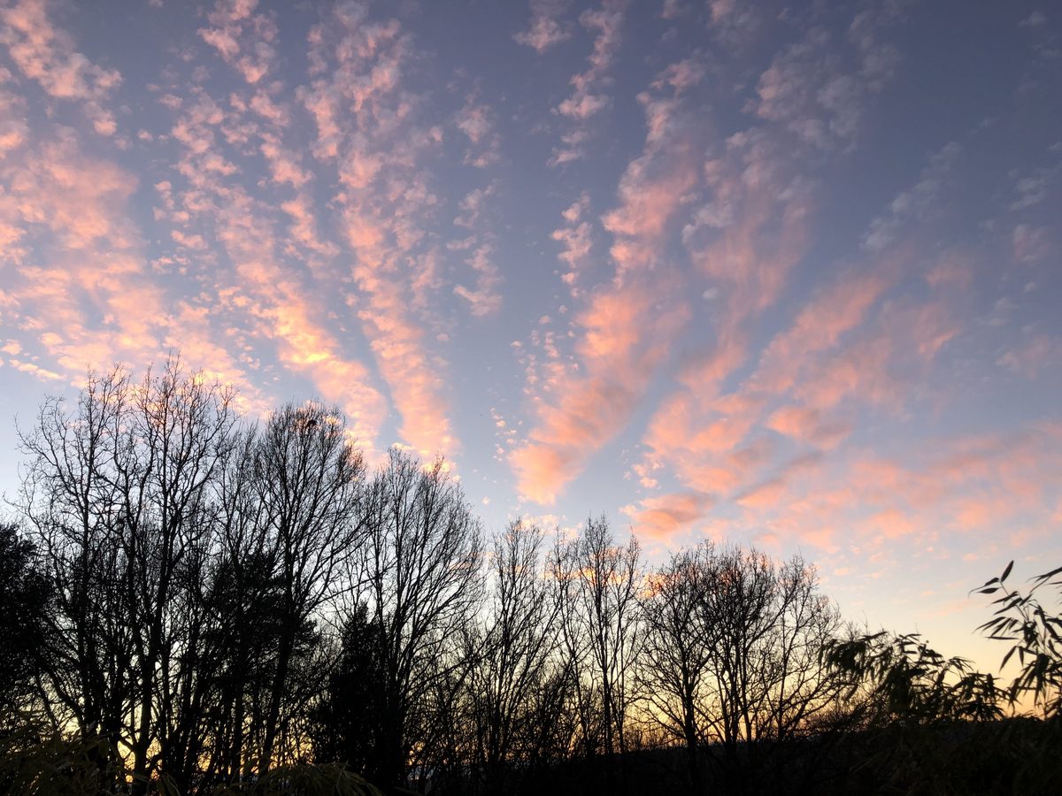 Les cirrus roses de l'aube derrière les arbres nus