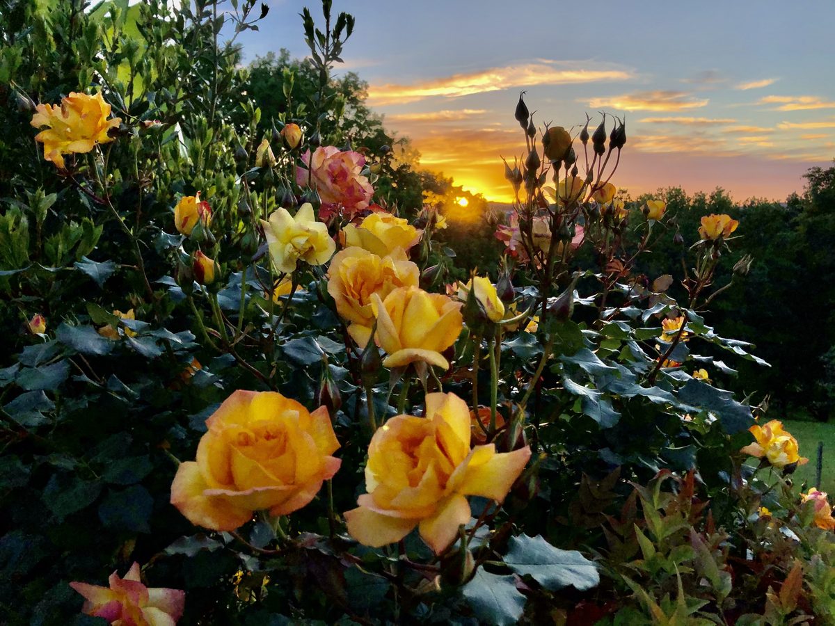 Des roses au soleil couchant, devant la vallée